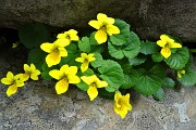 85 Viola due fiori (Viola biflora) nell'anfratto della roccia